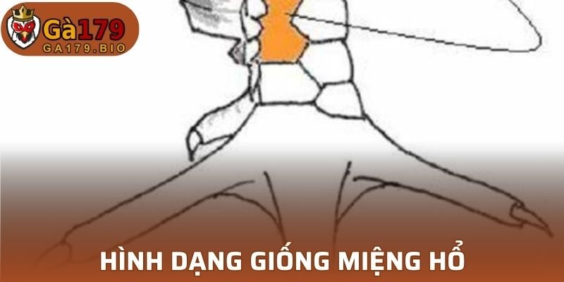 Hình dạng vảy giống miệng hổ