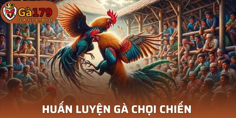 Huấn luyện gà chọi chiến