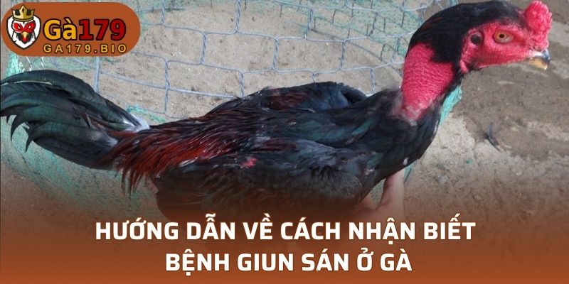 Hướng dẫn về cách nhận biết bệnh giun sán ở gà