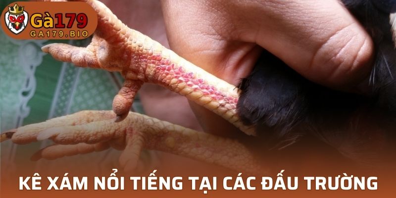Kê xám nổi tiếng tại các đấu trường