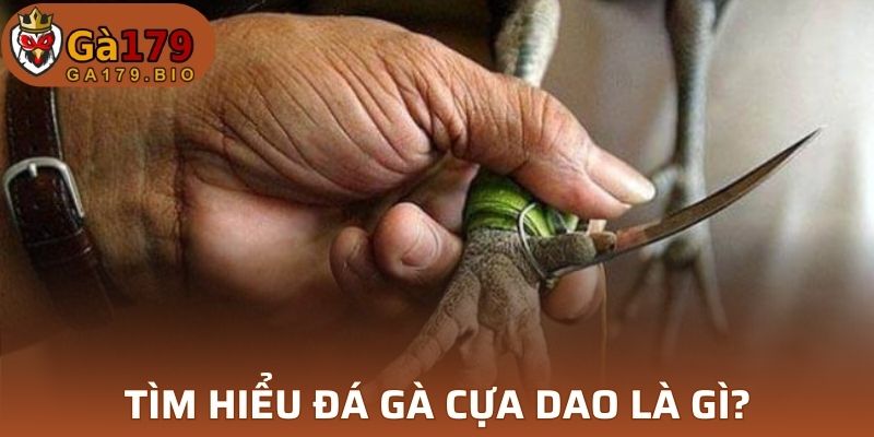 Khái niệm về đá gà cựa dao