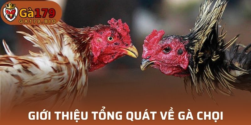 Khám phá thú vị về gà chọi 