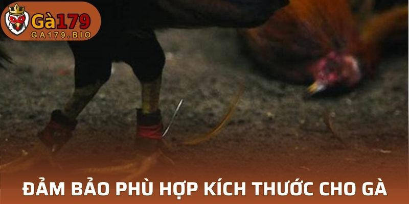 Kích thước vừa đủ hỗ trợ gà
