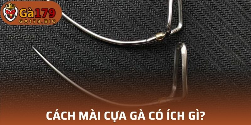 Lợi thế khi nắm được cách mài cựa gà