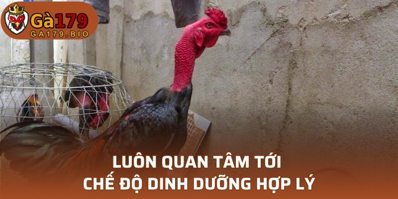 Luôn quan tâm tới chế độ dinh dưỡng hợp lý