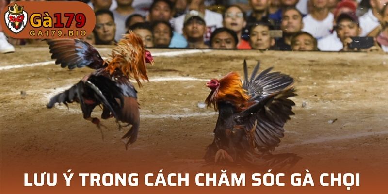 Lưu ý trong cách chăm sóc gà chọi