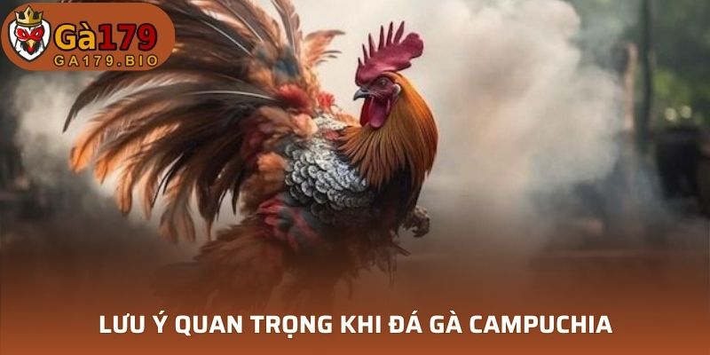 Lưu ý quan trọng gà Campuchia