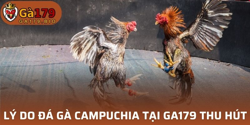 lý do đá gà Campuchia GA179 thu hút