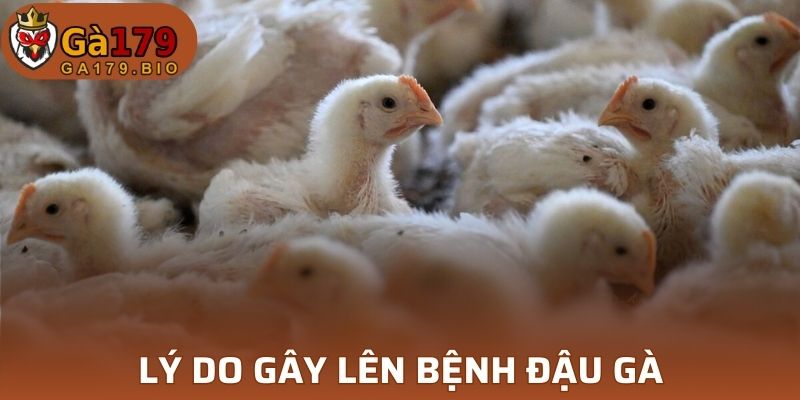 Lý do gây bệnh đậu gà