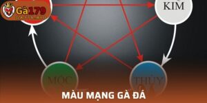 Màu mạng gà đá