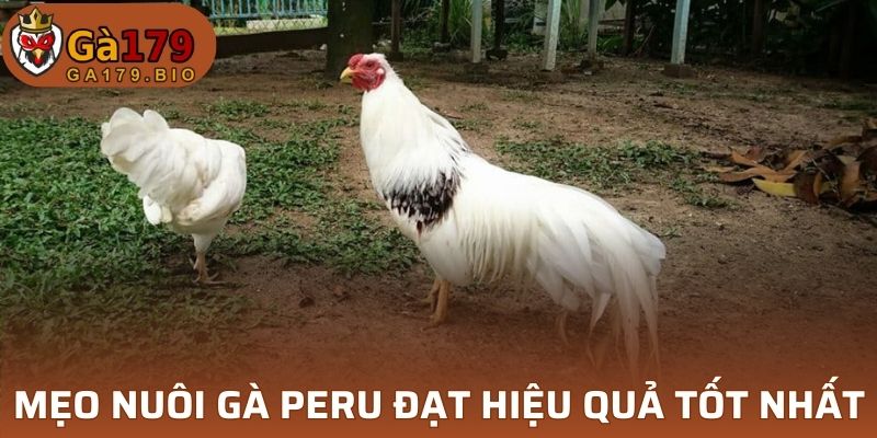 Mẹo nuôi gà Peru