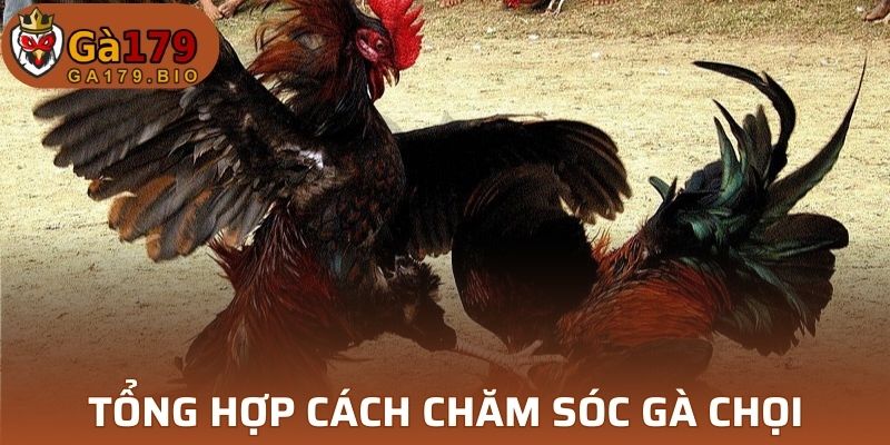 Một số cách chăm sóc gà chọi sau khi đá tại Ga179
