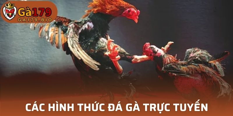 Một số hình thức đá gà trực tuyến được quan tâm nhất hiện nay