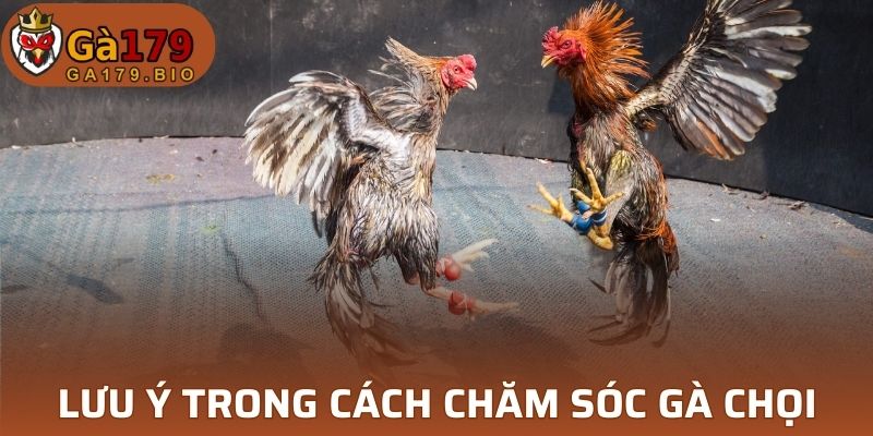 Một vài chú ý về cách chăm sóc gà chọi sau khi đá