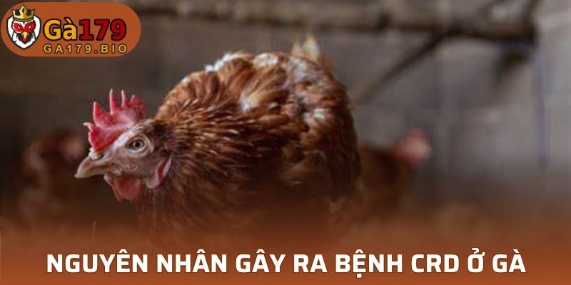 Nguyên nhân Bệnh CRD