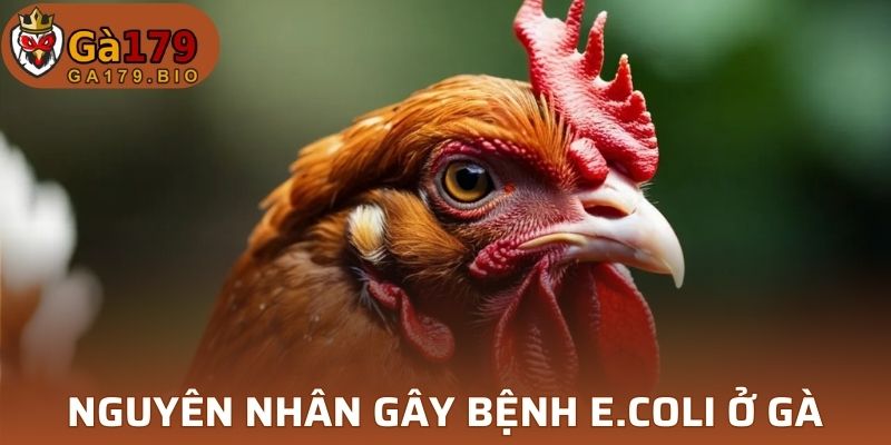 Nguyên nhân bệnh E.coli 