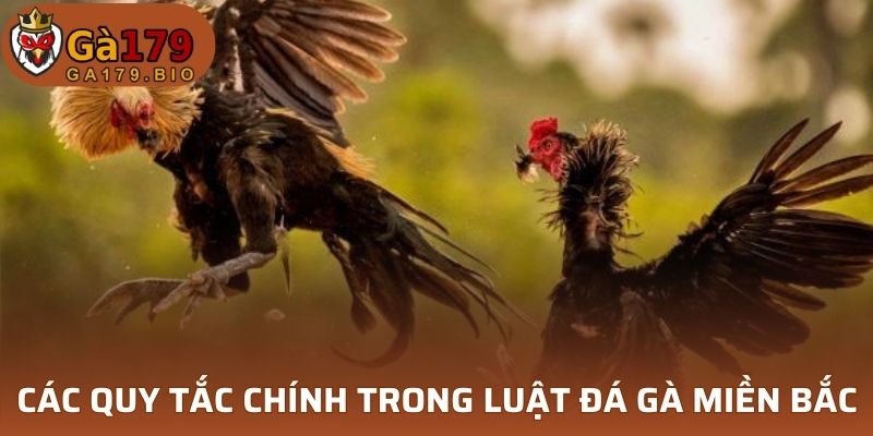 Nguyên tắc chính trong luật đá gà miền Bắc