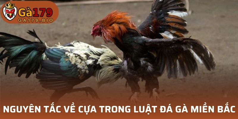 Nguyên tắc về cựa trong luật đá gà miền Bắc