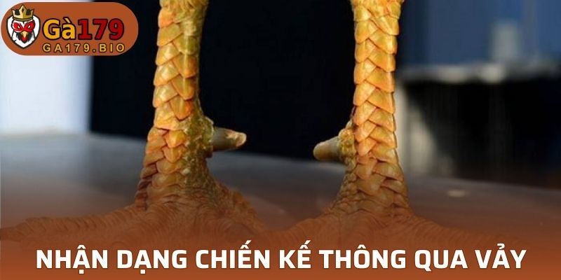 Nhận dạng chiến kế xuất sắc thông qua bộ vảy