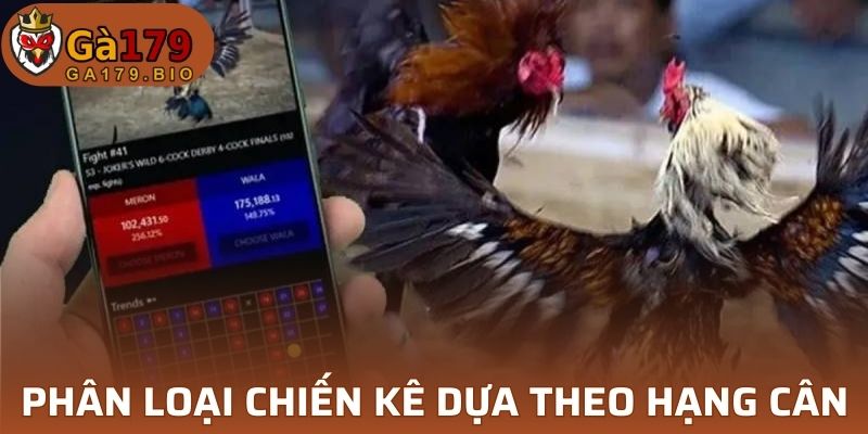 GA179 phân loại chiến kê dựa theo hạng cân