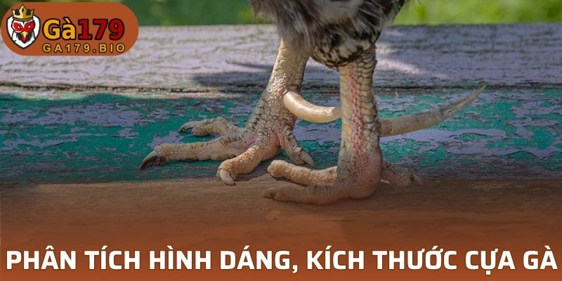Phân tích hình dáng và kích thước cựa gà