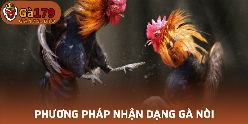 Phương pháp nhận diện gà nòi