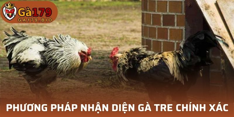 Phương pháp nhận diện gà tre chính xác