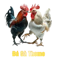 Sảnh Đá Gà Thomo