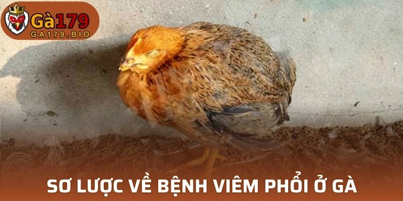 Sơ lược về bệnh viêm phổi ở gà