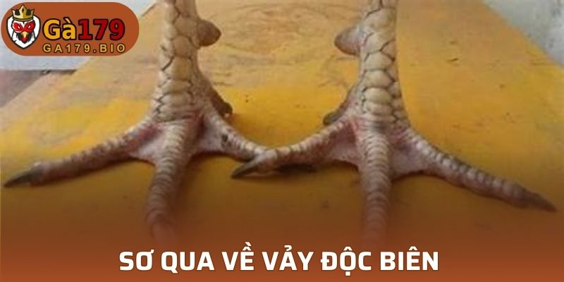 Sơ qua về vảy Độc Biên 