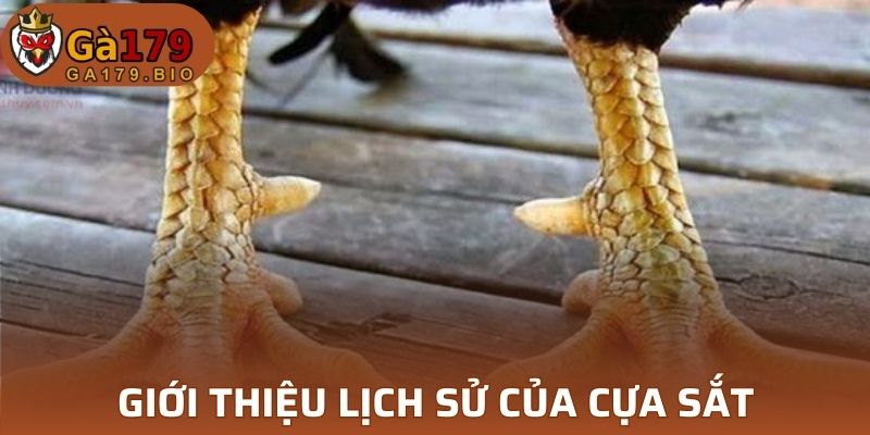 Sự hình thành nên bộ phận hỗ trợ