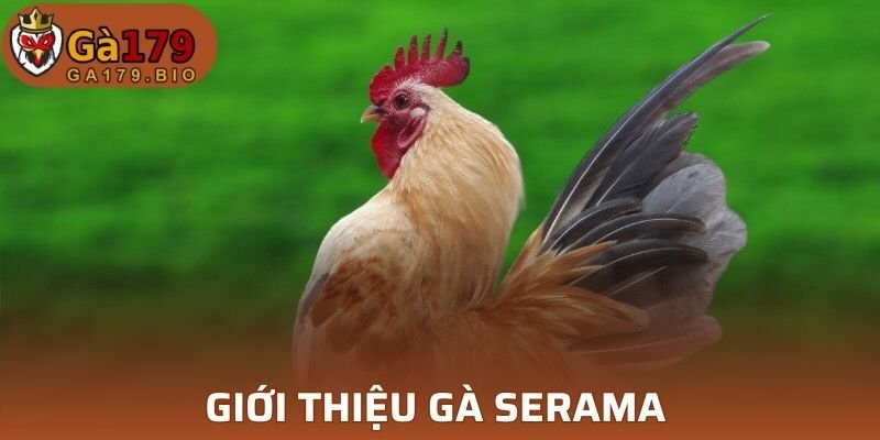 Tên gọi khác là tre Mã Lai