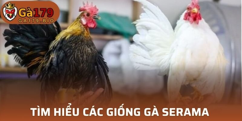 Thông tin giống gà Serama tại Châu Âu
