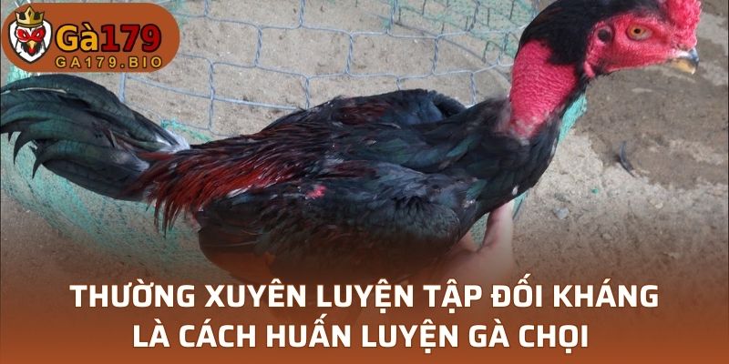 Thường xuyên luyện tập đối kháng là cách huấn luyện gà chọi 