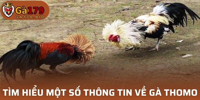 Tìm hiểu một số thông tin về gà Thomo