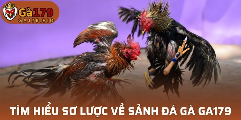 Tìm hiểu sơ lược về sảnh đá gà GA179