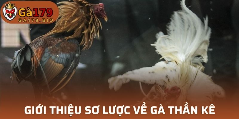 Tìm hiểu và giới thiệu sơ lược về gà Thần kê