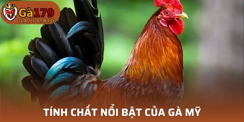 Tính chất nổi bật của gà Mỹ