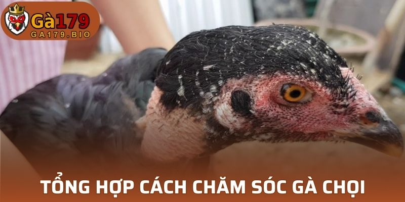 Tổng hợp cách chăm sóc gà chọi