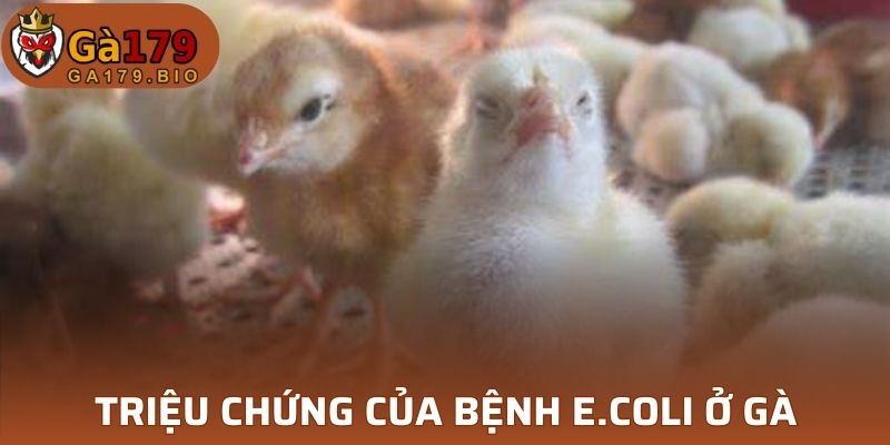 Triệu chứng bệnh E.coli 