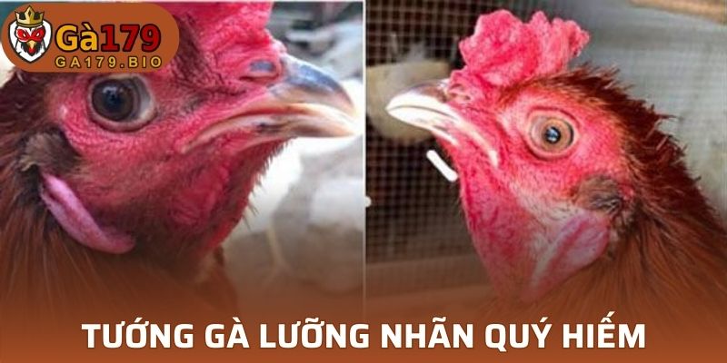 Tướng gà lưỡng nhãn thuộc hàng quý hiếm hiện nay