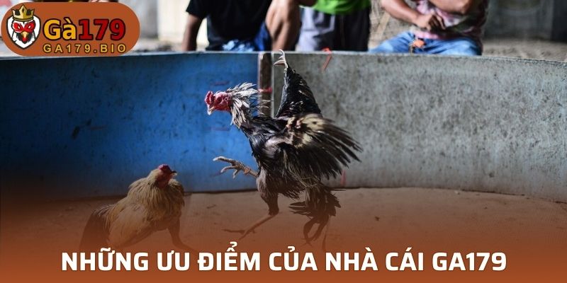 Ưu điểm đá gà cựa dao tại GA179