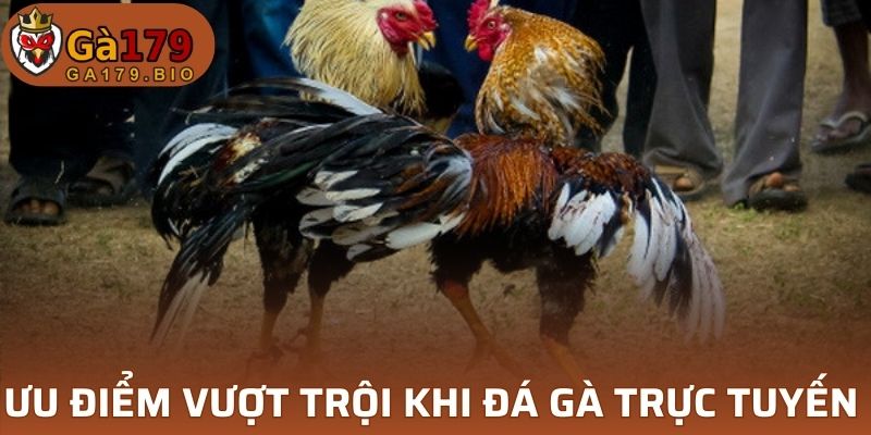 Ưu điểm vượt trội khi tham gia đá gà trực tuyến 