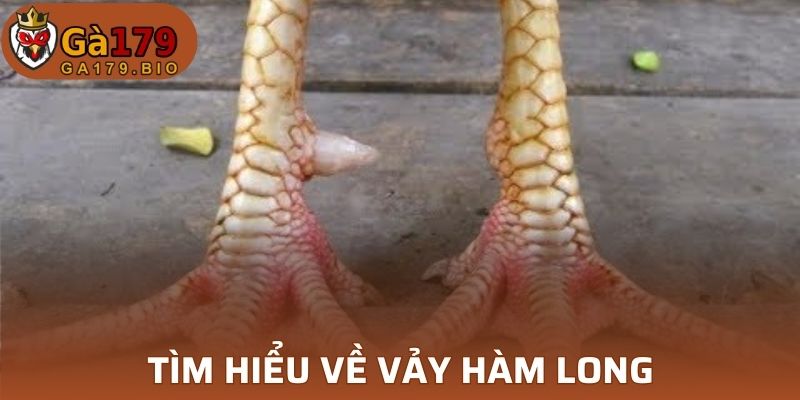 Vảy Hàm Long tìm hiểu