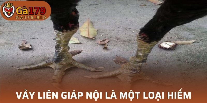 Vảy Liên Giáp Nội là một loại vô cùng hiếm