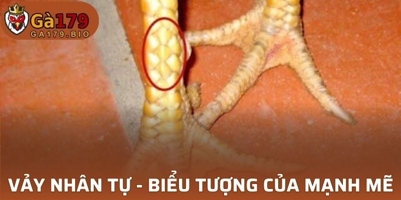 Vảy Nhân Tự