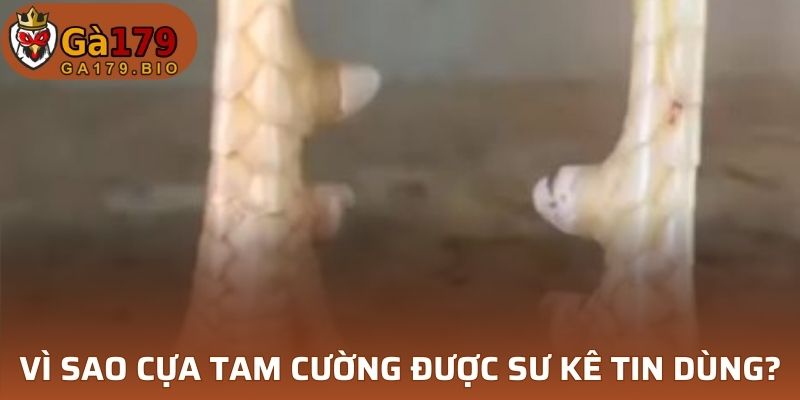 Vì sao cựa Tam Cường được sư kê tin dùng?